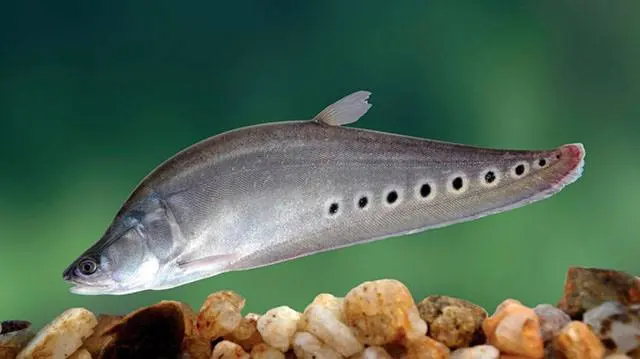 Clown Knifefish (Chitala ornata) - En Büyük Balık Türü